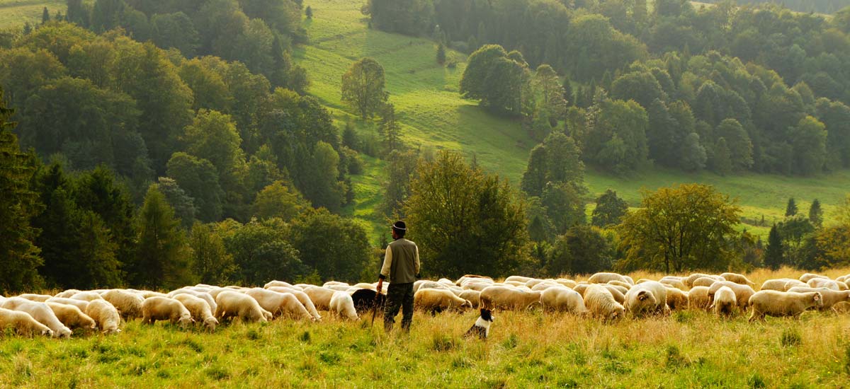 县域电商：农业互联网的关键抓手