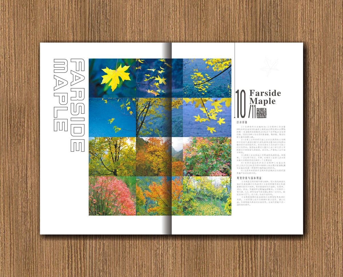 远红枫林林业公司画册设计_成都林业公司宣传画册设计公司